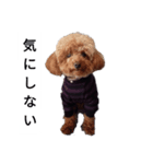 コタローの1（個別スタンプ：4）