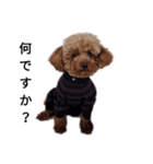コタローの1（個別スタンプ：8）