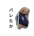 コタローの1（個別スタンプ：13）