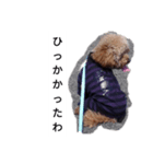 コタローの1（個別スタンプ：15）