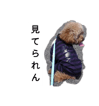 コタローの1（個別スタンプ：16）