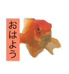 金魚と亀のスタンプ（個別スタンプ：1）