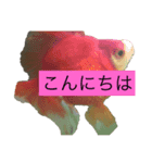 金魚と亀のスタンプ（個別スタンプ：2）