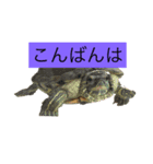 金魚と亀のスタンプ（個別スタンプ：3）