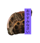 金魚と亀のスタンプ（個別スタンプ：4）