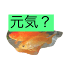 金魚と亀のスタンプ（個別スタンプ：5）