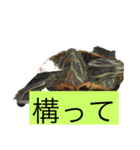 金魚と亀のスタンプ（個別スタンプ：6）