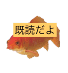 金魚と亀のスタンプ（個別スタンプ：7）