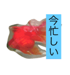 金魚と亀のスタンプ（個別スタンプ：8）