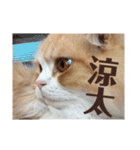 美しすぎる涼太くんのスタンプ（個別スタンプ：14）