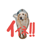 うちのまっくす2（個別スタンプ：5）
