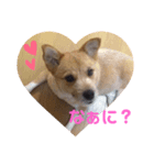 ふぁんきーファミリー（個別スタンプ：1）