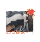 e'boston-2（個別スタンプ：1）