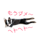 e'boston-2（個別スタンプ：4）