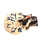 e'boston-2（個別スタンプ：11）