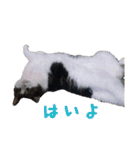 ピスカとルカ（個別スタンプ：6）