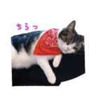 ピスカとルカ（個別スタンプ：12）