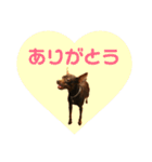 茶々丸すたんぷ（個別スタンプ：5）