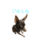 茶々丸すたんぷ（個別スタンプ：6）