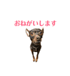 茶々丸すたんぷ（個別スタンプ：7）