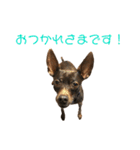 茶々丸すたんぷ（個別スタンプ：9）