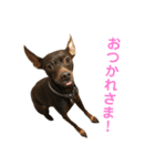 茶々丸すたんぷ（個別スタンプ：10）