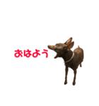 茶々丸すたんぷ（個別スタンプ：11）