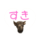 茶々丸すたんぷ（個別スタンプ：17）