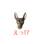 茶々丸すたんぷ（個別スタンプ：20）