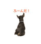 茶々丸すたんぷ（個別スタンプ：24）