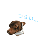 茶々丸すたんぷ（個別スタンプ：25）