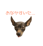 茶々丸すたんぷ（個別スタンプ：26）