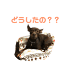 茶々丸すたんぷ（個別スタンプ：29）
