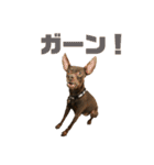 茶々丸すたんぷ（個別スタンプ：31）