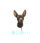 茶々丸すたんぷ（個別スタンプ：32）