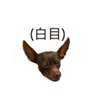 茶々丸すたんぷ（個別スタンプ：34）
