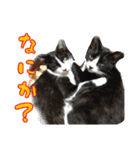 ねコスタンぷ（個別スタンプ：1）