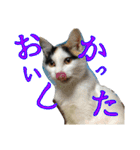 ねコスタンぷ（個別スタンプ：4）