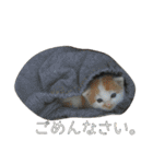 ねコスタンぷ（個別スタンプ：6）