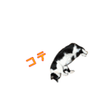 ねコスタンぷ（個別スタンプ：9）
