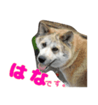 ねコスタンぷ（個別スタンプ：10）