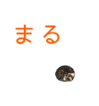 ねコスタンぷ（個別スタンプ：11）