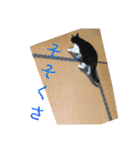 ねコスタンぷ（個別スタンプ：13）