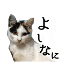 ねコスタンぷ（個別スタンプ：18）