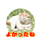 ねコスタンぷ（個別スタンプ：19）