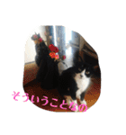 ねコスタンぷ（個別スタンプ：23）