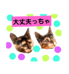 修羅の国 北九州弁～わんにゃん～（個別スタンプ：3）