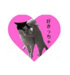 修羅の国 北九州弁～わんにゃん～（個別スタンプ：5）