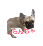 修羅の国 北九州弁～わんにゃん～（個別スタンプ：8）