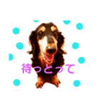 修羅の国 北九州弁～わんにゃん～（個別スタンプ：10）